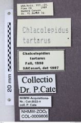 Etikett zu Chalcolepidius limbatus (Fabricius, 1777)